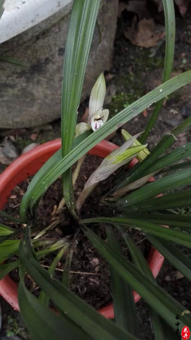 如何处理兰花老芦头